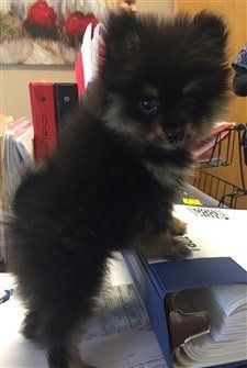 healthy-pomeranian-puppy